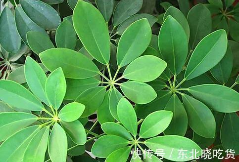 常见5种室内花，漂亮又好养，花语很吉利，你更喜欢哪一种呢