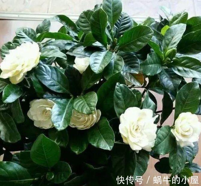 4种花超漂亮，随便一养成花海，一开就是300多天