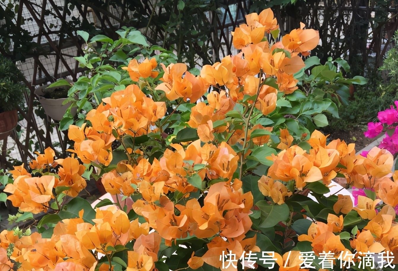 养花技术活:怎么“高压”扦插育苗,让枝干长出根须?