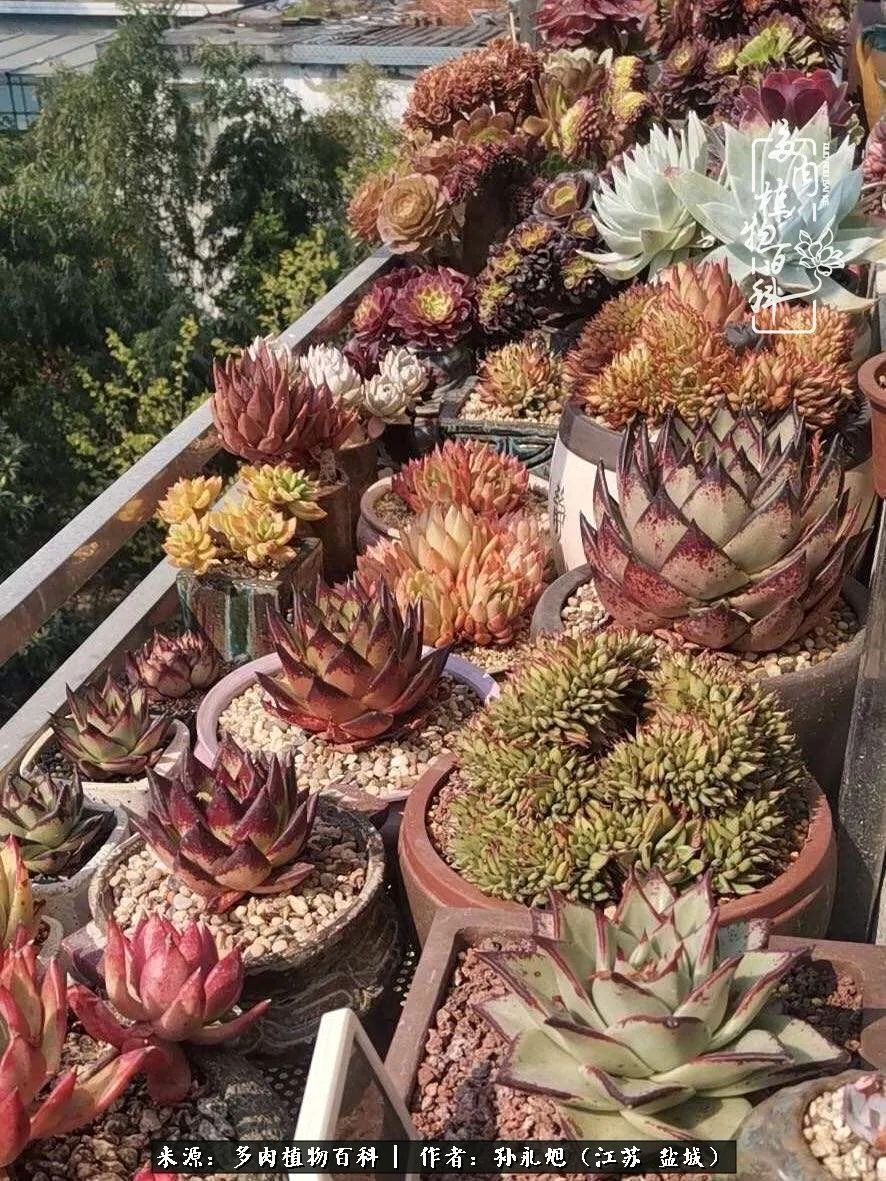 养多肉三年多九万里悟道,终归诗酒田园!