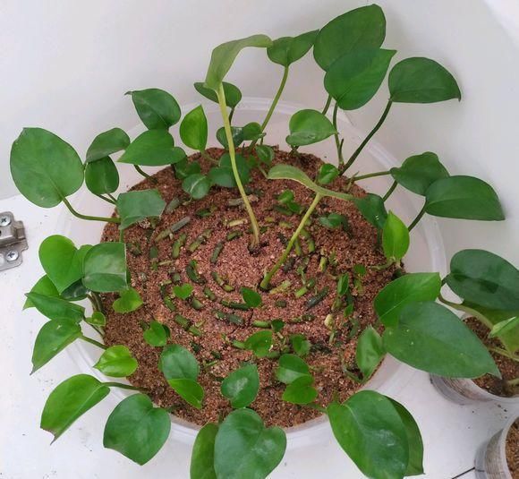 绿萝剁八段，埋土里就发芽，10天长出一茬苗