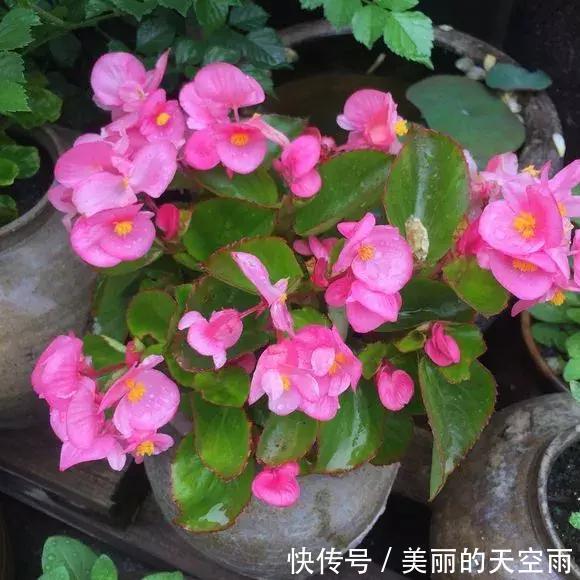 4种花一开就300多天，根本停不下来，被称为开花机器