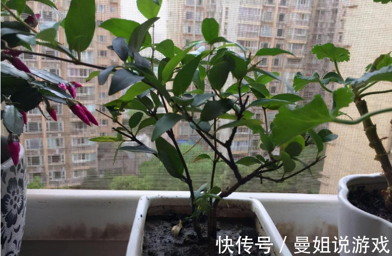 养花|这2种树最耐养,每天剪1刀,土里喂点料,蹭蹭长成小盆景