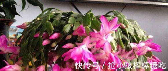 3种花冬天养,忍住“30天”不浇水,反而越养越旺,“窜”满盆!