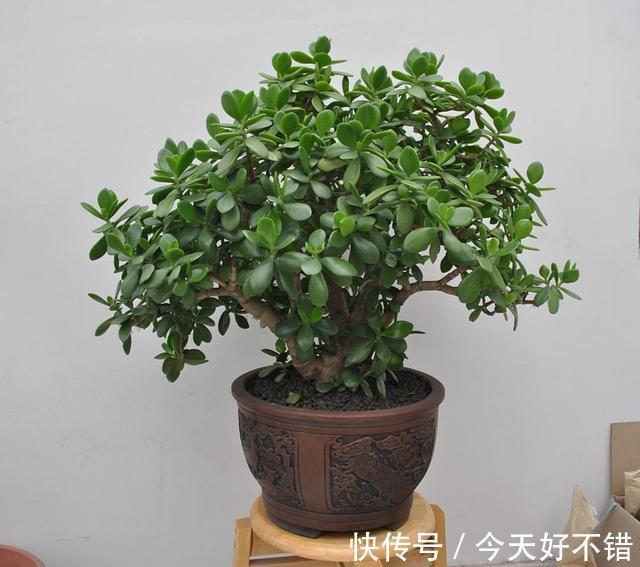 她家玉树有点怪，叶片往下长，原因全在这里