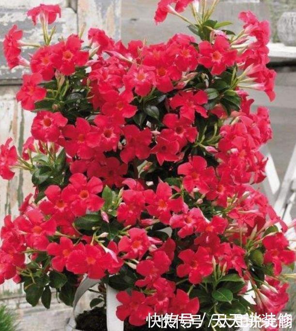 4种花,堪称“开花机器”,365天开不停,养家里,四季有花赏