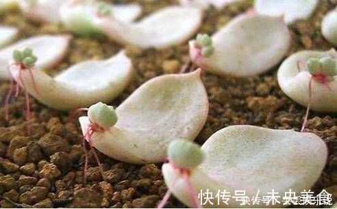 叶片|多肉植物不用买，像张大爷这样捡，养出多肉小花园，不比买的差