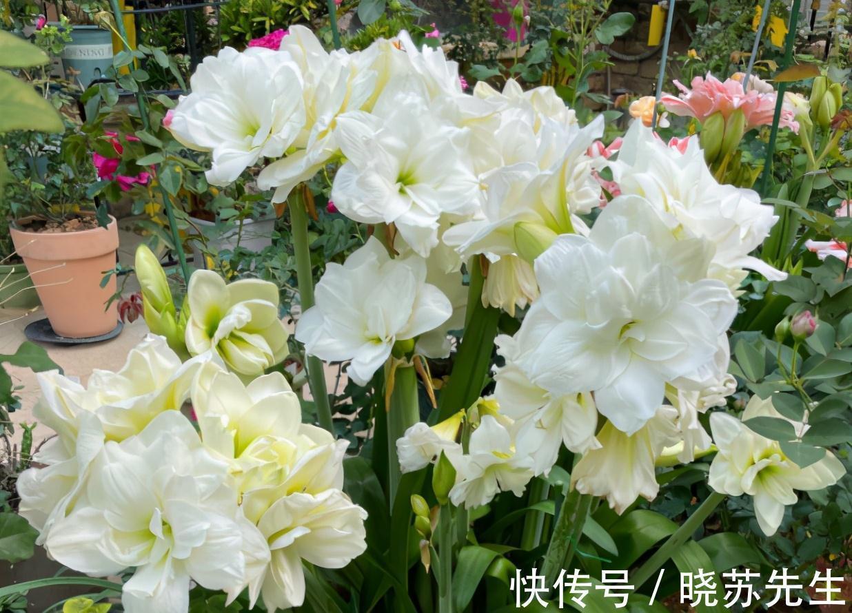 一个大疙瘩，开花“比脸大”，养朱顶红的5个窍门，年年开大花