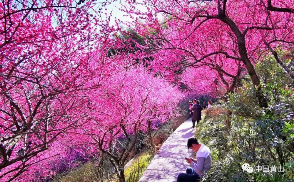 黄山花谷宫粉梅摇曳生姿