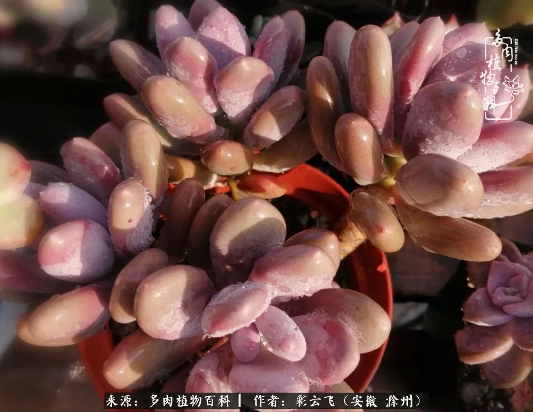 浇水后的多肉,照片秒变“照骗”!却被“骗”得很开心!
