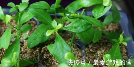 3种花扦插正合适，剪个枝扔盆里，大白根呼呼长