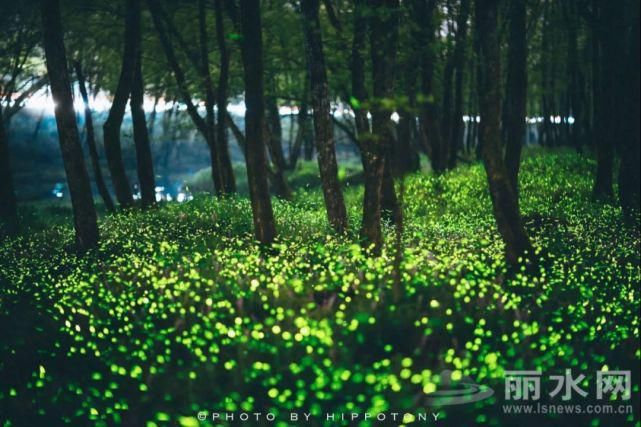 晚上7时起，丽水九龙国家湿地公园传来全国罕见一幕，一起来看看……