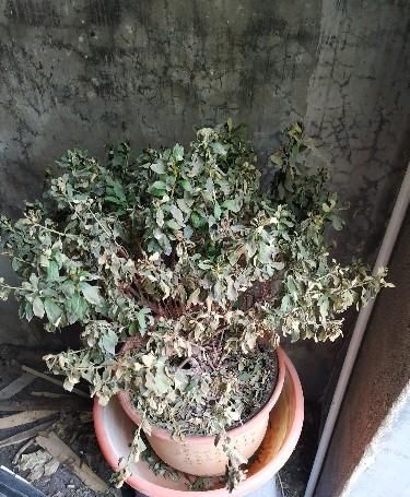  养护|杜鹃花再过三天，就变成“柴火”了，都是养护不到位