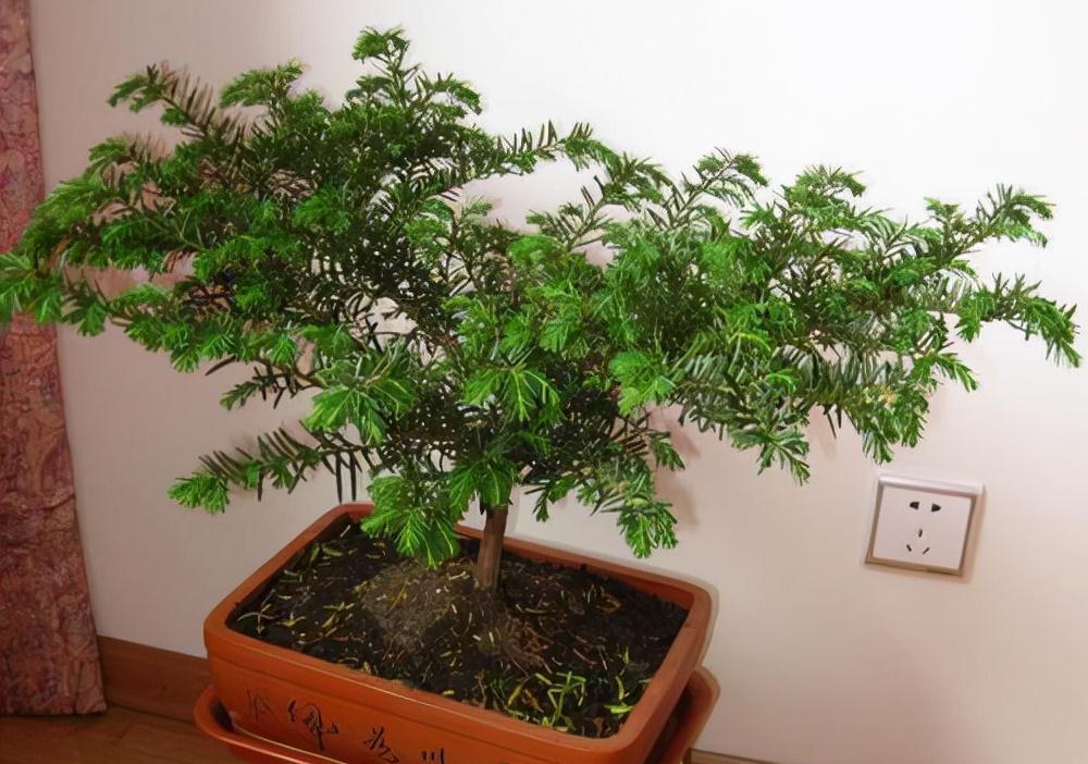 家庭盆栽红豆杉,多小心这5个细节,红果绿叶喜庆又别致