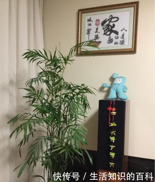 古代人都爱养的“4种花”，特上档次，家里养一盆，富贵满堂！