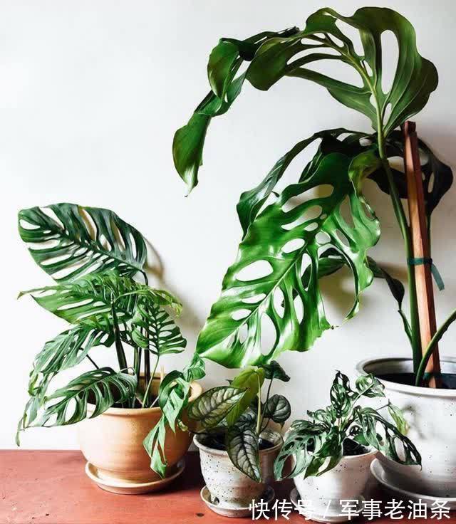 琴叶榕|6种能养人的花,越养越有“好运气”,建议养一盆