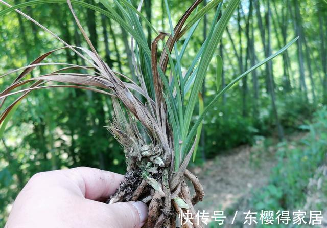 兰花茎腐病|兰花茎腐病和软腐病发生后,出现这种现象,就可以处理花盆了
