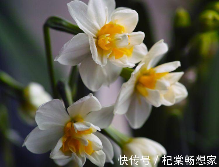 蝴蝶兰|家里养此款花卉，便宜又好养，花开香飘溢满屋，阳台变温馨花园