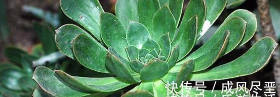 6种大型多肉植物,颜值高好养护,阳台种一盆,大气上档次!