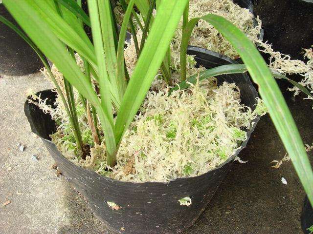 任何生根剂都没“它‘强,花盆里放一点,3-5天长出大白根