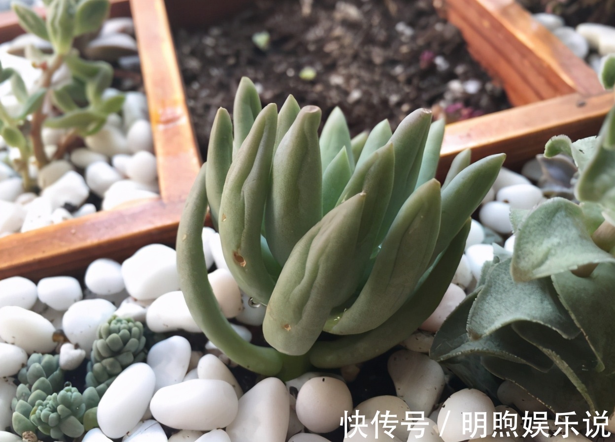 看到多肉叶子发蔫发软,经验丰富的老花匠一般不会急着浇水