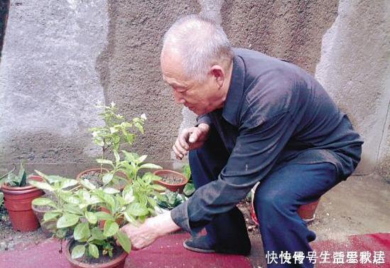 养花大爷透露这“3种料”放土里,比营养土还好用,养1盆爆1盆