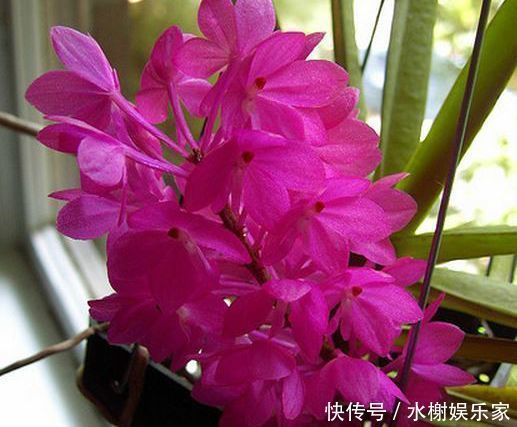 几种花卉养在家里,净化空气还招财,寓意超好的