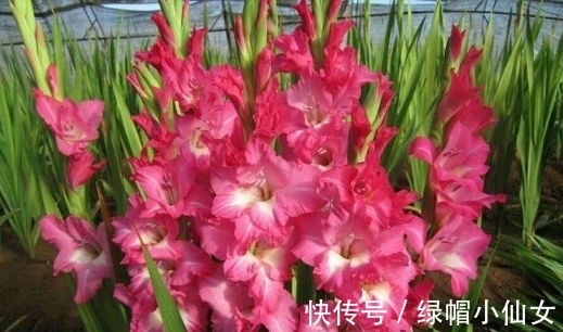 颜值超高的花卉,好养易爆盆,花大多又艳