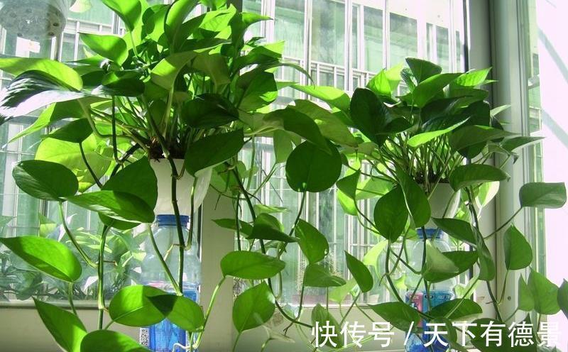 井水|夏天养花，浇水要特别注意，不然会对花卉造成伤害