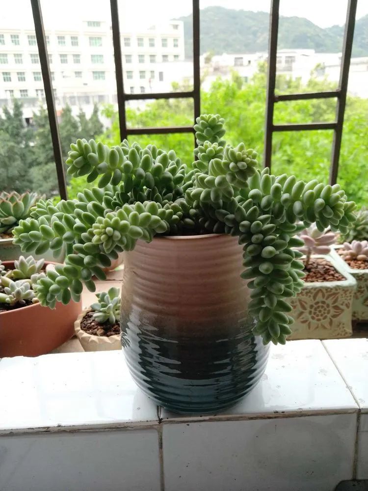 养肉三年，分享养肉经验，谈谈适合逆开挂区的多肉！