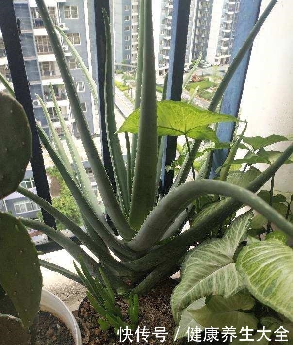 4个养花坏习惯,赶紧改掉,不然花只剩空盆!