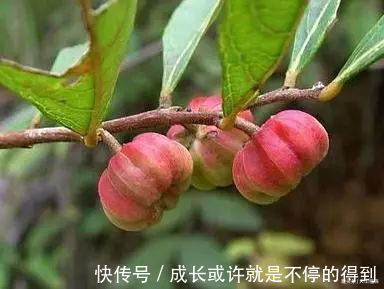 小女生们|乡下有种野果,与南瓜极为相似,却不能食用,用其治牙痛有奇效
