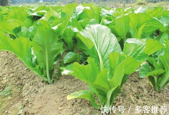 一方田|孩子暑假这样吃,个子全班长最快!妈妈们千万要知道