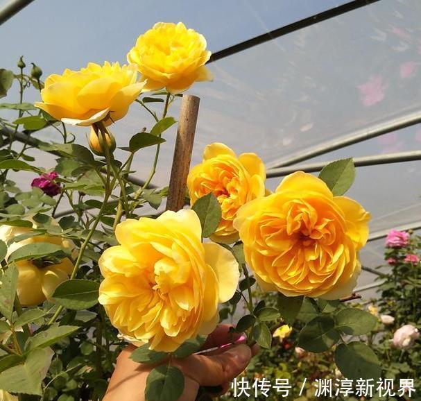 庭院地栽这些花卉想要养成花墙该怎么办做到如此就够了