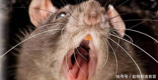 切尔诺贝利|真相:切尔诺贝利巨鼠究竟是谣传还是确实存在?三个疑点,假的!