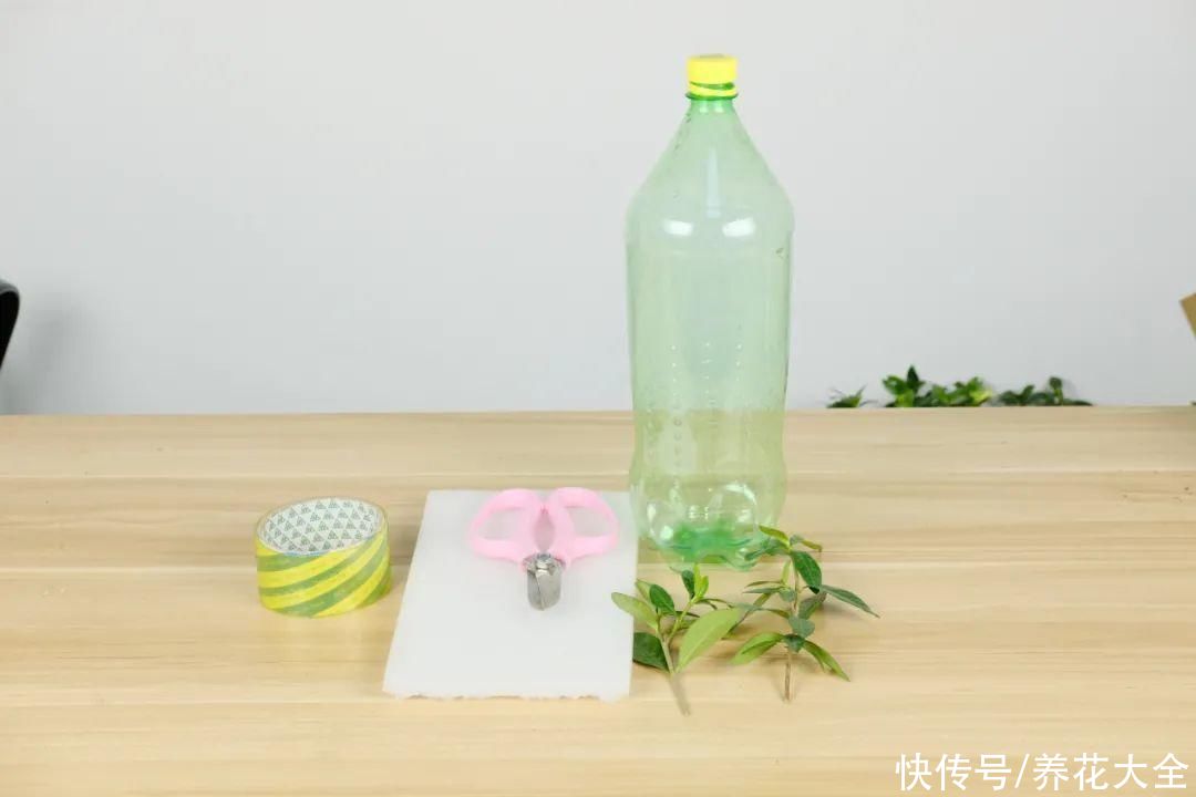 11种常见花，现在扦插，成活率特高