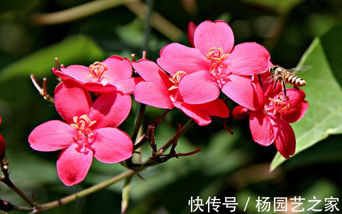 养花试试这几款,每天保持6小时以上的光照,特别耐热和耐暴晒