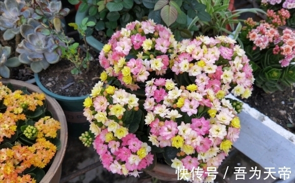花盆|长寿花有“4喜3怕”,避开小坑,快速开花一大片,太省心了