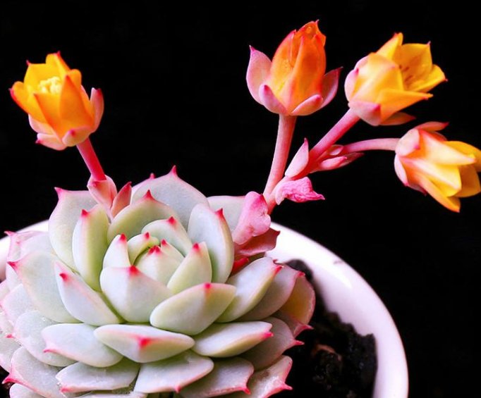 浇水|多肉植物夏天很难养？只需要掌握3个技巧，夏天多肉一样生命旺盛