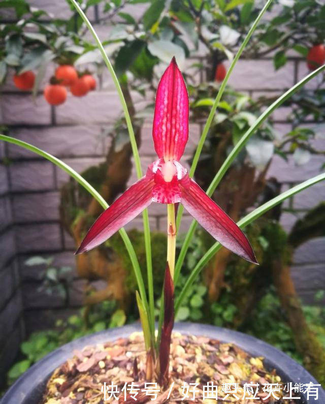 此兰花,拥有“顶级”花色,也有扑鼻的香味,被誉为红素二姐妹