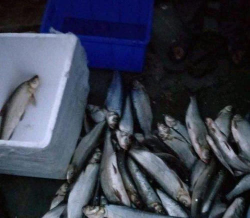 疯狂|泥鳅钓鱼,这才是真正一天百十斤的疯狂钓法