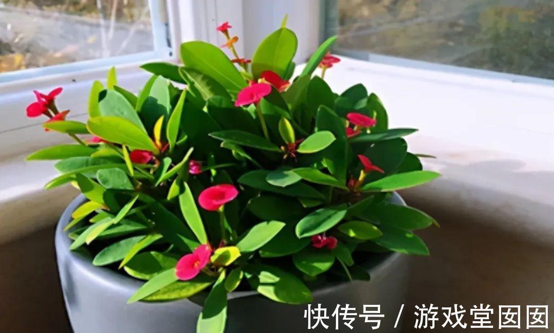 养花不会浇水吗?六大口诀记心间,养啥都能长得旺