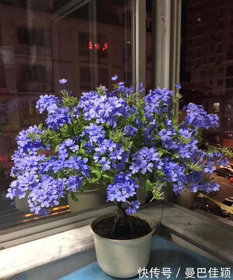 光照|3种“向阳花”喜欢晒太阳，光照不足，劝你不要养！越养越差劲！