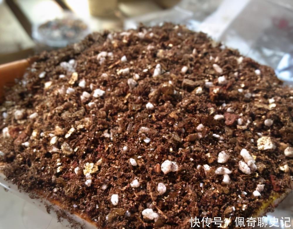 有机质|多肉喜“酸”还是喜“碱”?一个配土“小原则”,多肉个个养的棒