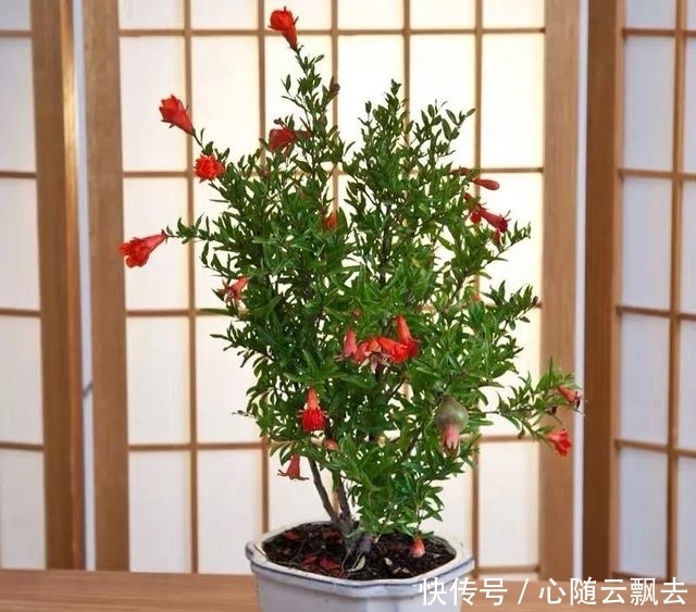 快过年了,6种“招财树”不能少,家里养几棵,招福又招财