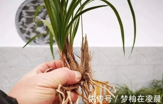 秋天兰花空根怎么办？这几种错误的处理方法，很难让空根再生根