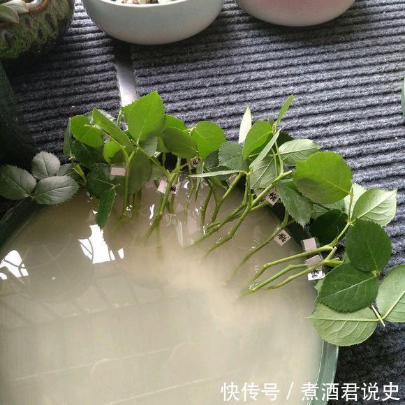 多菌灵|扦插最佳时期到了,有这花赶紧插,沾土就能活!