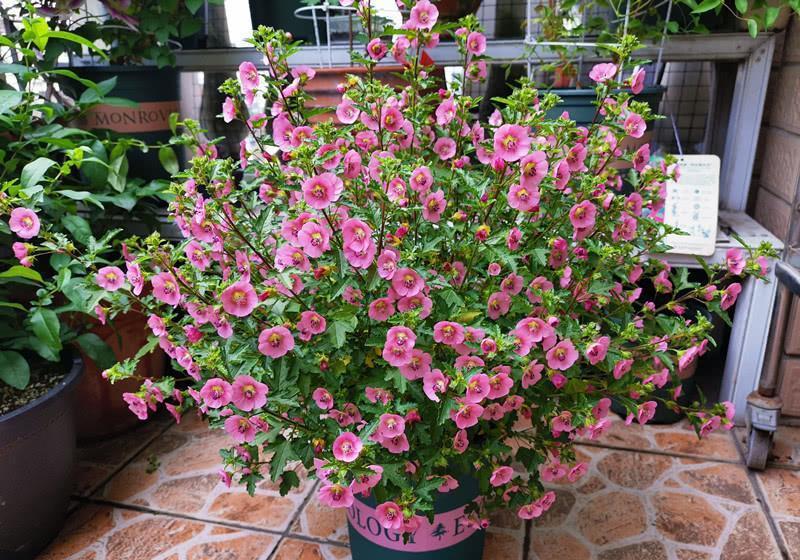 漂亮|5种漂亮花,5月快剪“花箭”,撒点营养肥,花苞又挤满盆