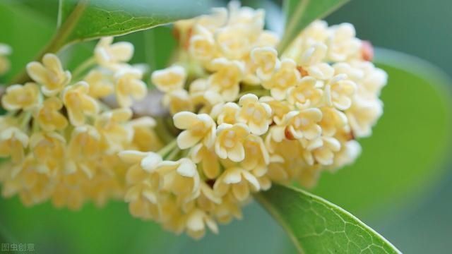 “桂花门前栽,贵人立门内”这4个地方不宜栽桂花树,看完明白了