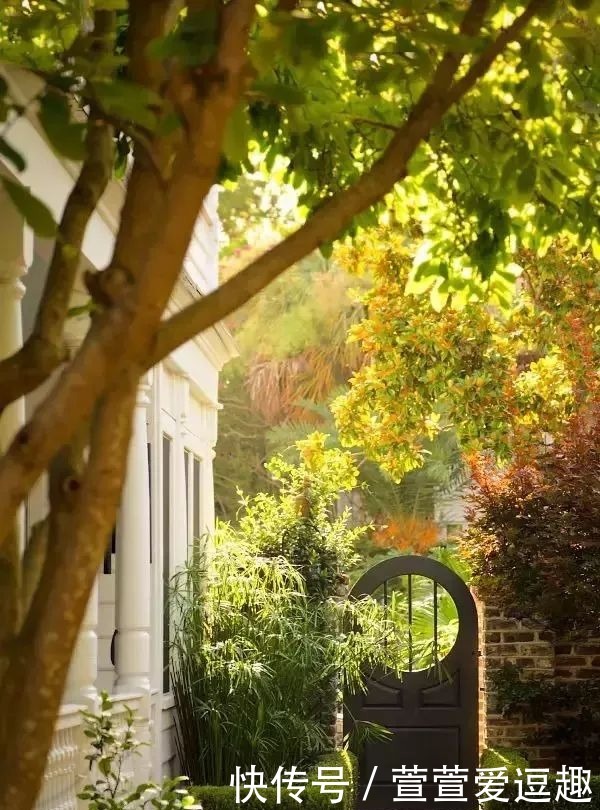 庭院种什么树最吉利,还好看?